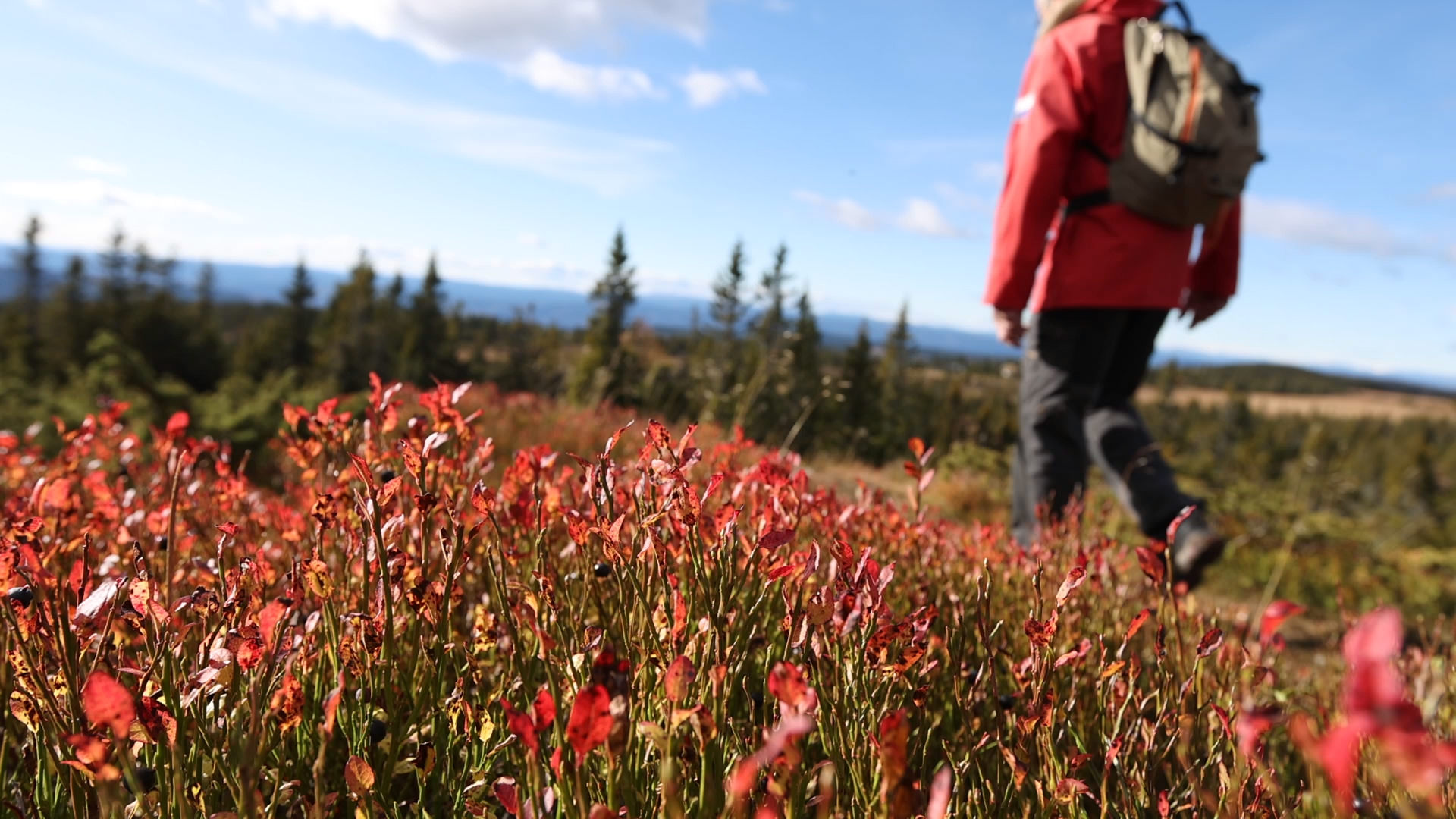 Sjusjøen Hytteutleie Hytteutleie på Sjusjøen gjennom alle årstider
