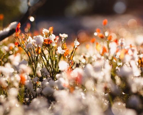 Høstferie på Sjusjøen