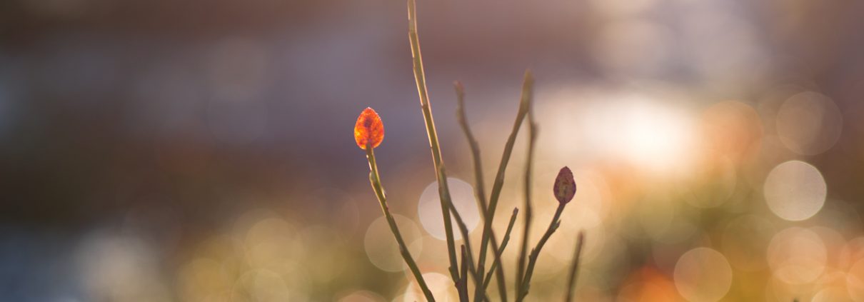 Leie hytte på fjellet