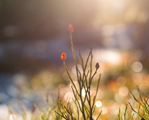 Leie hytte på fjellet